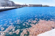 "분홍빛으로 물든 바다"…이탈리아 연안에 해파리떼 출현