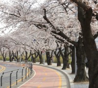 올해도 여의도 벚꽃축제 취소... 추첨 당첨자만 관람